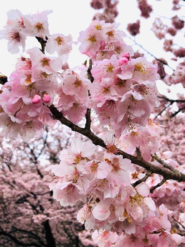 南足柄市怒田 一の堰ハラネ春めき桜 武井正広 タケイマサヒロ 選挙ドットコム