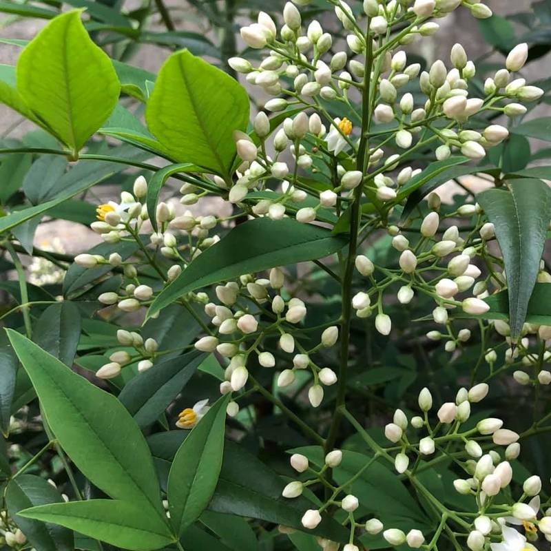 ナンテン 我が家の庭 南天 ナンテン の花です 岡本のぶじ オカモトノブジ 選挙ドットコム