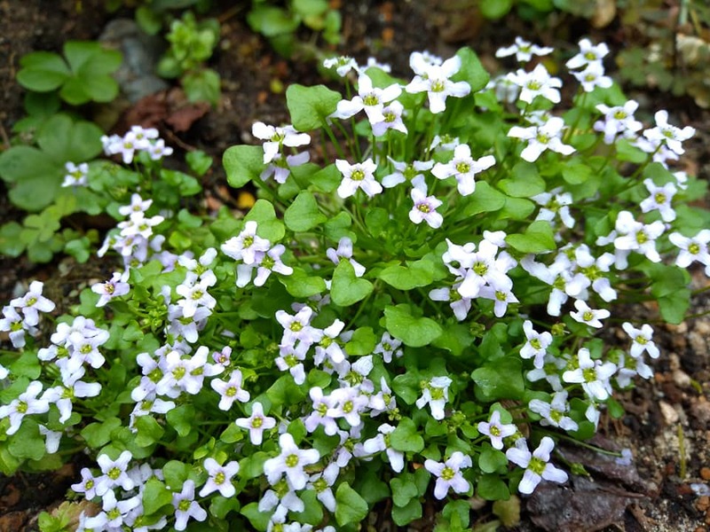 今日の一輪 プラティア えくぼ草 花言葉 物事に動じない 大井敏弘 オオイトシヒロ 選挙ドットコム