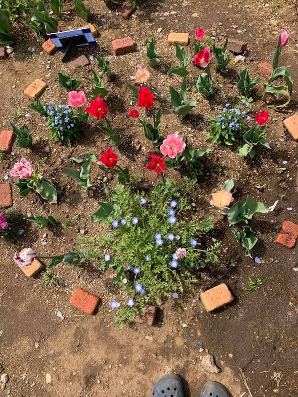 お花が笑った かとうけい子 カトウケイコ 選挙ドットコム