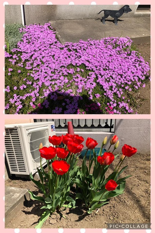 我が家の庭の芝桜とチューリップが綺麗に咲いて 陽春の心地良さを肌で感じる今日この頃です 夏坂修 ナツサカオサム 選挙ドットコム