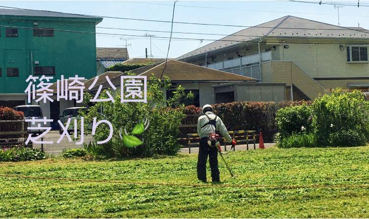 篠崎公園 鹿骨 芝刈り 芝生を伸ばしっぱなしにすると 密度が上がりにくいだけでなく害虫の住処に 岩田まさかず イワタマサカズ 選挙ドットコム