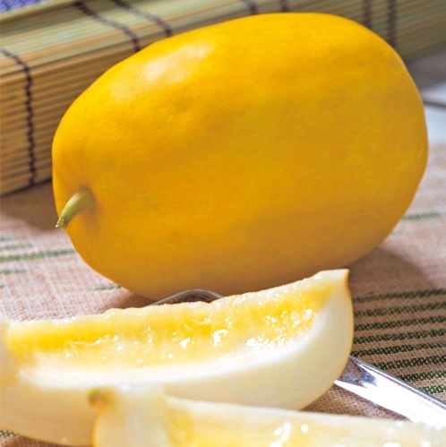 畑 マクワウリ栽培 阿形昭 アガタアキラ 選挙ドットコム