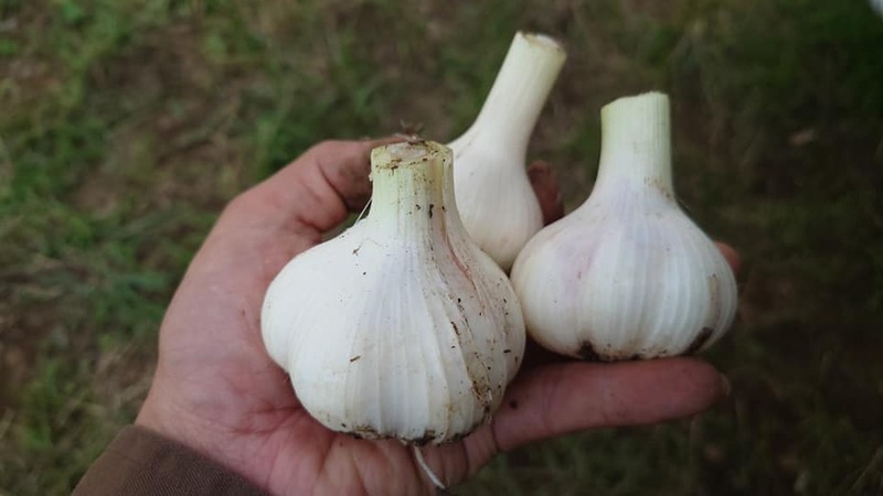 ハーブ農園 収穫 にんにくの芽イェルナブエナ 乾燥へ にんにく 大半は種へ 何があるかとり 松本しょう マツモトショウ 選挙ドットコム