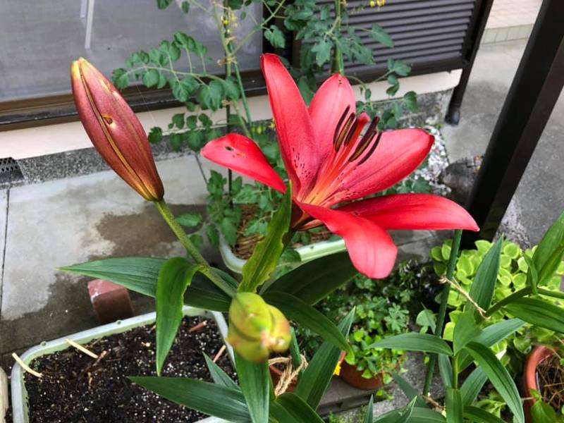 ウッドリリー 我が家の庭 6 9 友人から球根でいただいたユリ 真っ赤な百合が咲きました 岡本のぶじ オカモトノブジ 選挙ドットコム