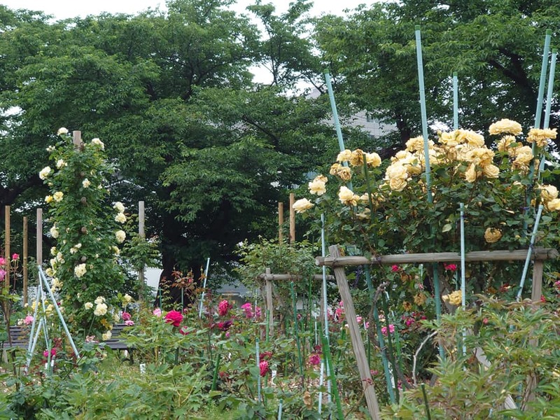 薔薇の女神とのtwoshot プロギング10km 川前みつのり カワマエミツノリ 選挙ドットコム