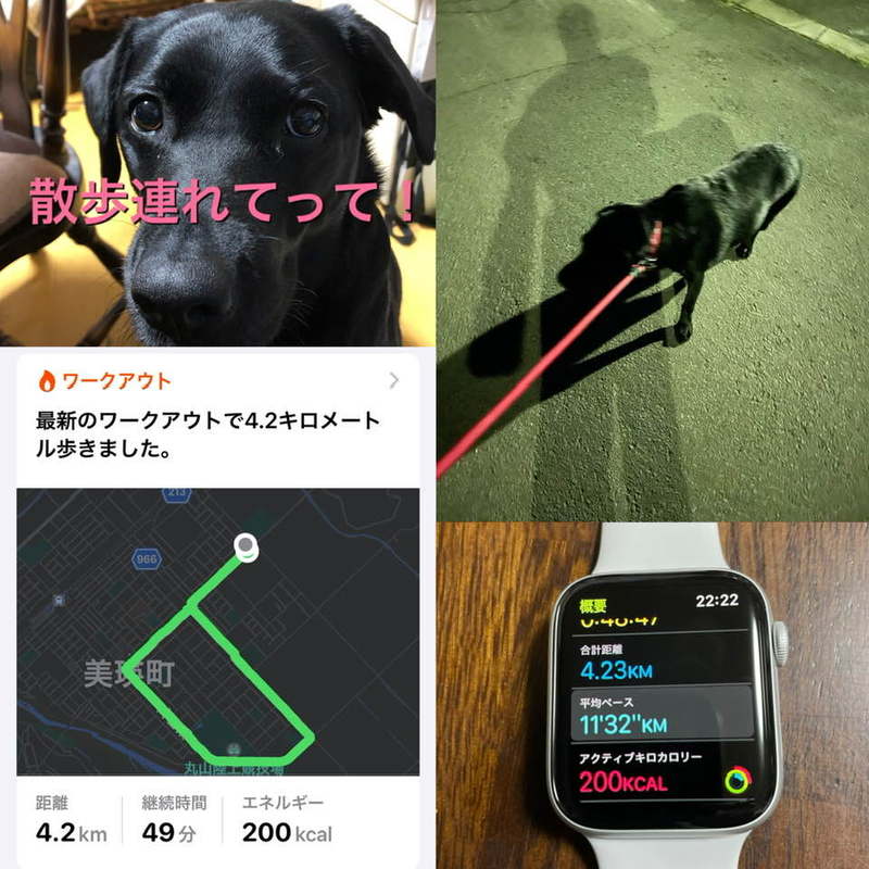 犬の散歩と健康管理 青田ともふみ アオタトモフミ 選挙ドットコム