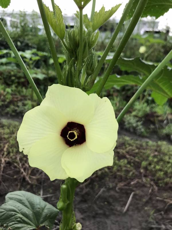 オクラって漢字は 秋葵 で 英語では Okra なんだそうです 山崎けんいち ヤマサキケンイチ 選挙ドットコム オクラって漢字は 秋葵 で 英語では Okra なんだそうです 山崎けんいち ヤマサキケンイチ 選挙ドットコム