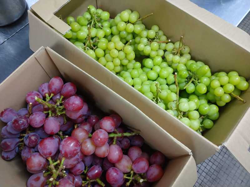 佐久市 超大粒ぶどう クイーンニーナ と シャインマスカット を大量に頂きました 清水秀三郎 シミズヒデサブロウ 選挙ドットコム