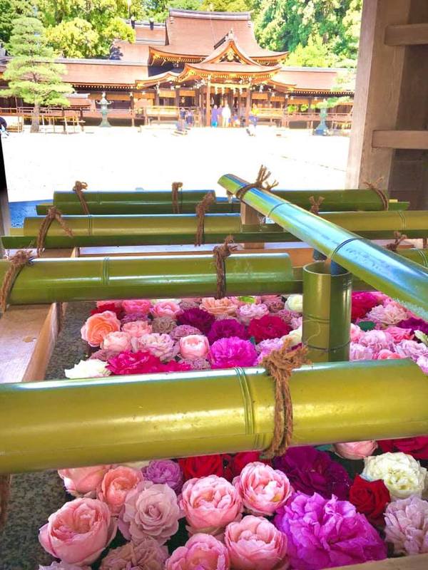 多賀大社 薔薇の花手水🌹お多賀さんde朝市は毎月第一日曜日可愛い水 