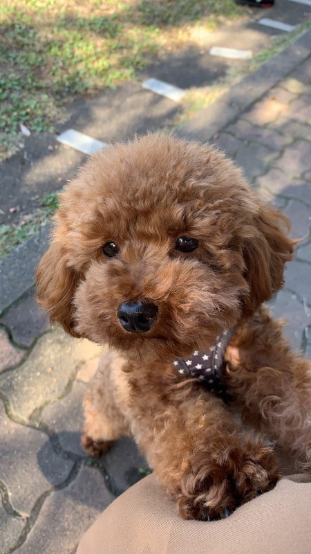 我が家のシンバ君が住犬になって 4ヶ月が経ちました 斉藤まさお サイトウマサオ 選挙ドットコム