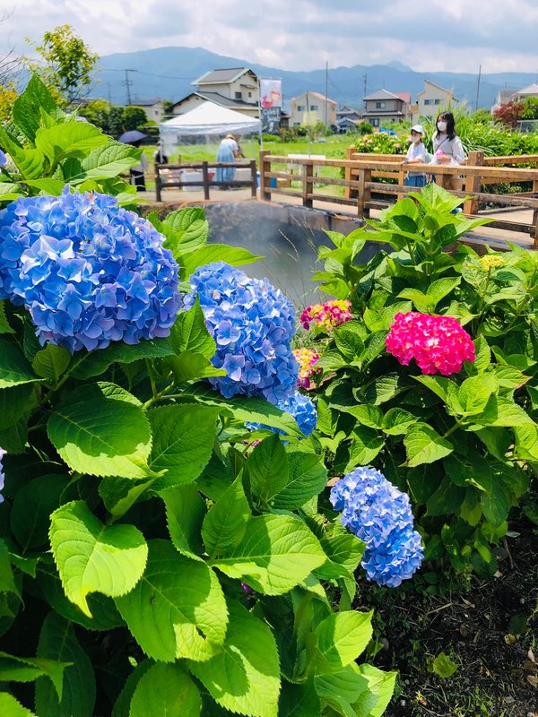 4日あじさい祭り開会式が行われました あじさいが町の花の開成町 武井正広 タケイマサヒロ 選挙ドットコム
