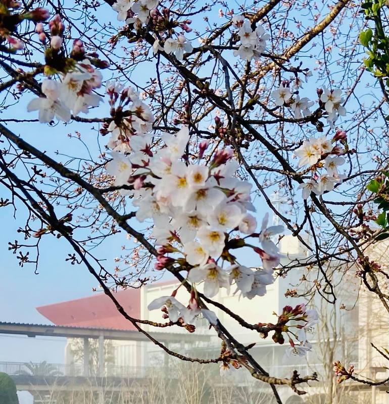 朝の散歩朝靄の中 桜の花がちらほら 春到来 南出まさひこ ミナミデマサヒコ 選挙ドットコム