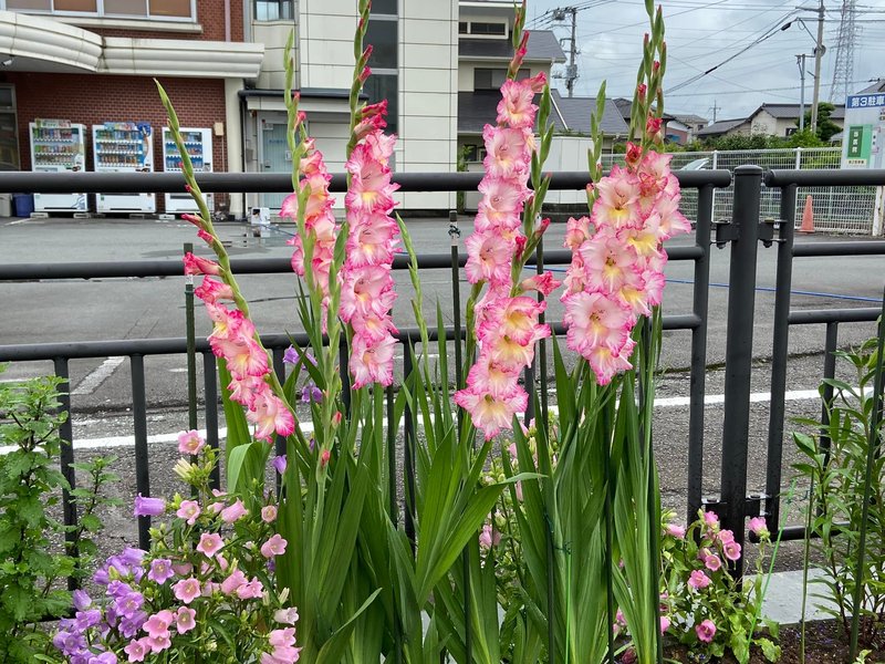 三島市 三島かたりばの会 によりす夏 秋の花の植え替えを行いました 野村りょう子 ノムラリョウコ 選挙ドットコム 三島市 三島かたりばの会 によりす夏 秋の花の植え替えを行いました 野村りょう子 ノムラリョウコ 選挙ドットコム