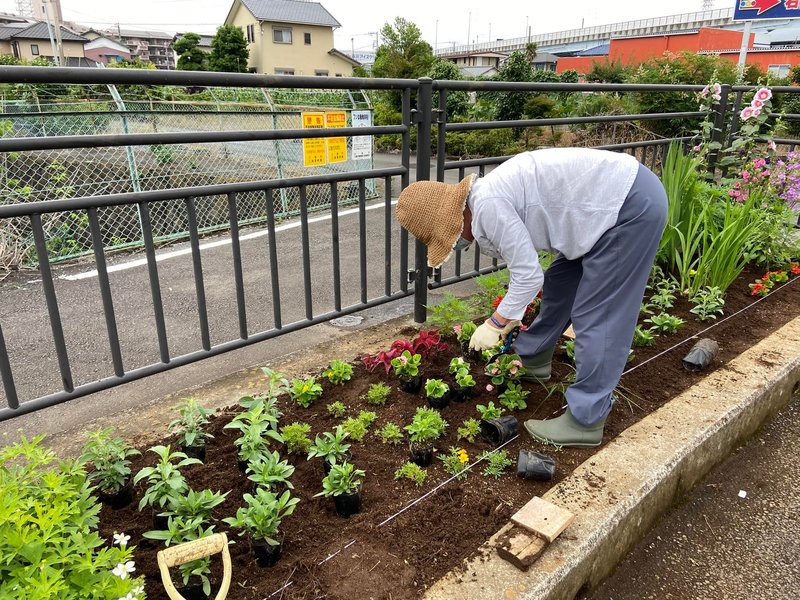 三島市 三島かたりばの会 によりす夏 秋の花の植え替えを行いました 野村りょう子 ノムラリョウコ 選挙ドットコム 三島市 三島かたりばの会 によりす夏 秋の花の植え替えを行いました 野村りょう子 ノムラリョウコ 選挙ドットコム