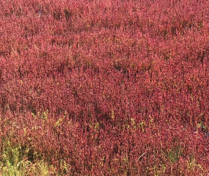 網走のサンゴソウ 見頃です サンゴソウ アッケシソウ の日本一の群生地網走市卯原内の能取湖畔 こんどうけんじ コンドウケンジ 選挙ドットコム