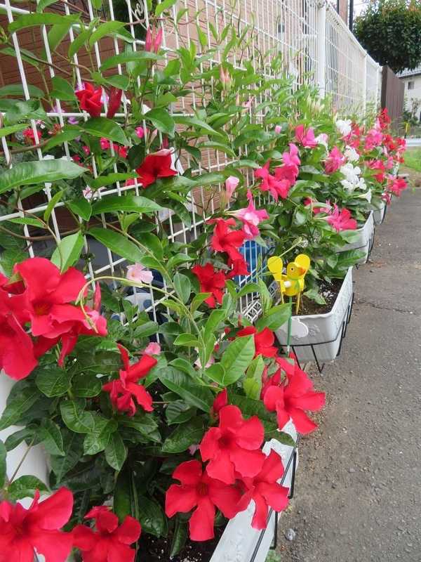 春先に植えてフェンスに架けてあるサンパラソルジャイアントの花が 夏の暑さにも負けずに元気に咲い 桜井あつし サクライアツシ 選挙ドットコム