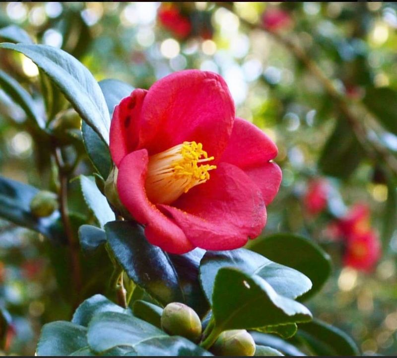 【2月の花 椿 花言葉は誇り】あっという間に1月が終わり、今日から2月。 - 中村まいこ(ナカムラマイコ) | 選挙ドットコム